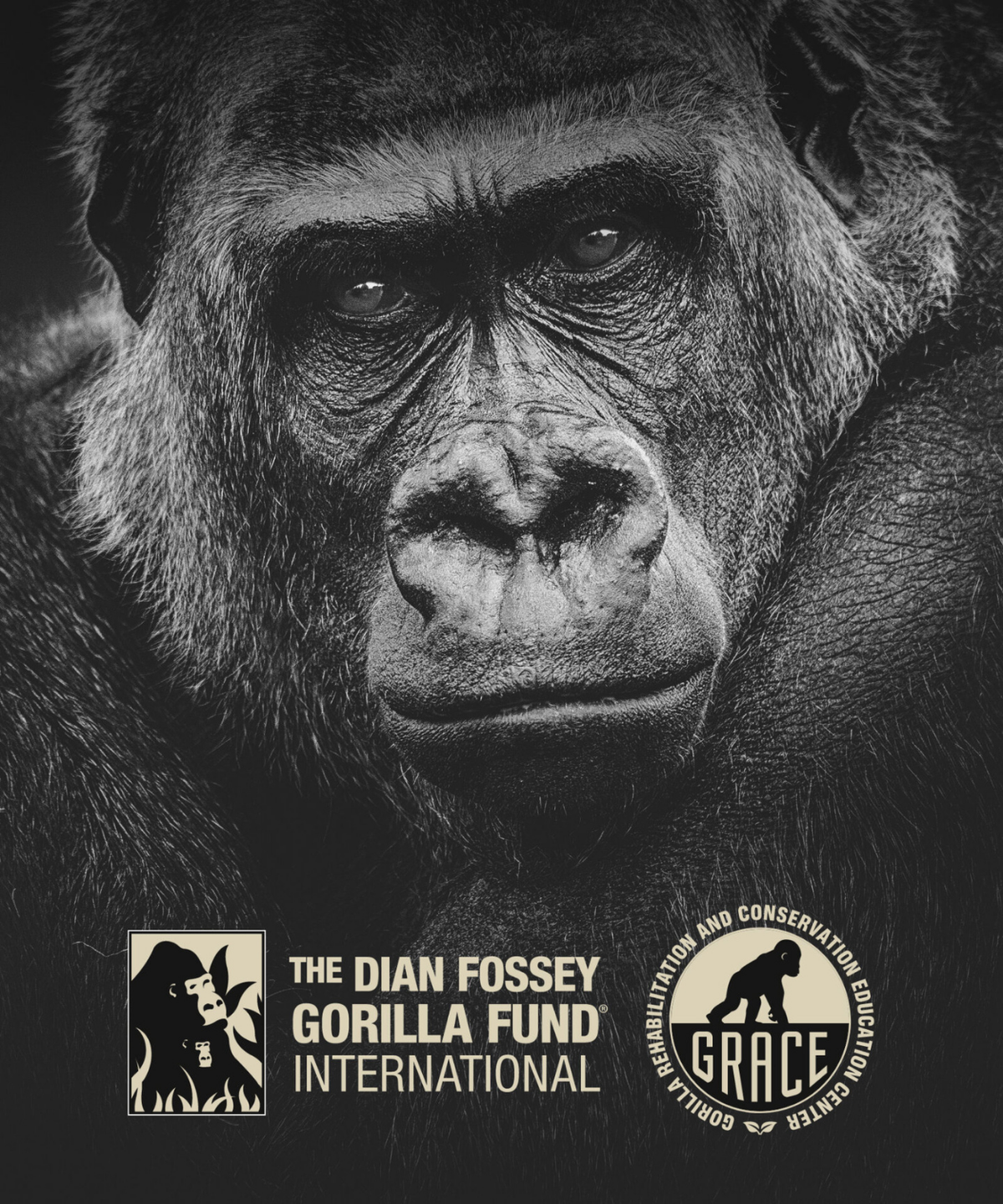 Kong Spiced Rainforest Rum White - Geschenkbox