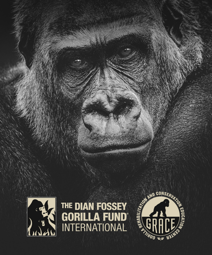Kong Spiced Rainforest Rum White - Geschenkbox