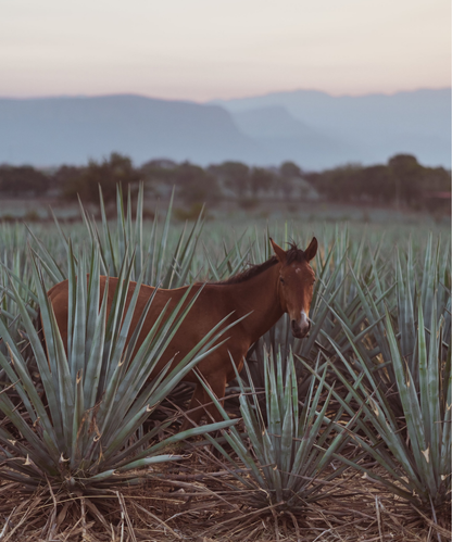 KAA DOS Blanco Organic Tequila